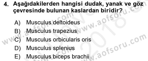 Temel Veteriner Anatomi Dersi 2017 - 2018 Yılı 3 Ders Sınav Soruları 4. Soru