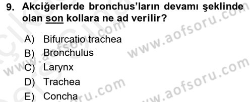 Temel Veteriner Anatomi Dersi 2017 - 2018 Yılı 3 Ders Sınav Soruları 9. Soru