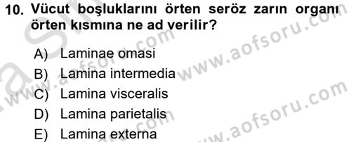 Temel Veteriner Anatomi Dersi Ara Sınavı Deneme Sınav Soruları 10. Soru