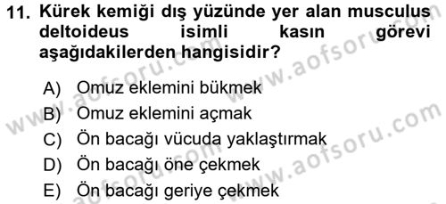 Temel Veteriner Anatomi Dersi Ara Sınavı Deneme Sınav Soruları 11. Soru