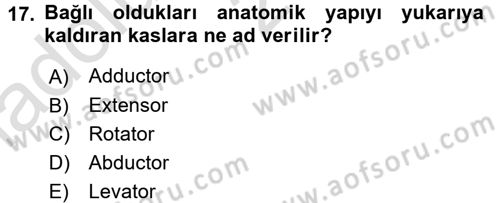 Temel Veteriner Anatomi Dersi Ara Sınavı Deneme Sınav Soruları 17. Soru