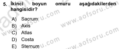 Temel Veteriner Anatomi Dersi 2017 - 2018 Yılı (Vize) Ara Sınav Soruları 5. Soru