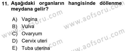 Temel Veteriner Anatomi Dersi 2017 - 2018 Yılı (Final) Dönem Sonu Sınav Soruları 11. Soru
