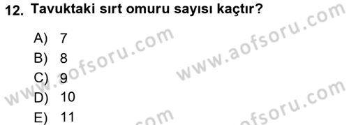 Temel Veteriner Anatomi Dersi 2017 - 2018 Yılı (Final) Dönem Sonu Sınav Soruları 12. Soru