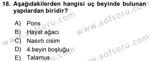Temel Veteriner Anatomi Dersi 2017 - 2018 Yılı (Final) Dönem Sonu Sınavı 18. Soru