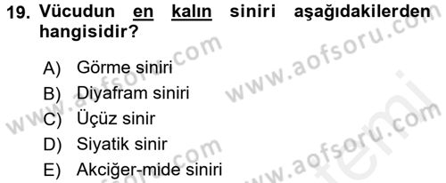 Temel Veteriner Anatomi Dersi 2017 - 2018 Yılı (Final) Dönem Sonu Sınav Soruları 19. Soru