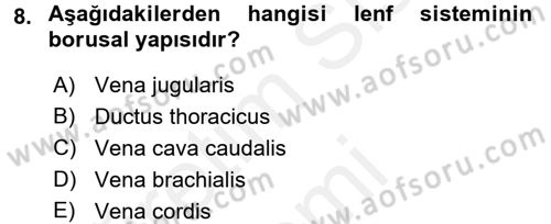 Temel Veteriner Anatomi Dersi 2017 - 2018 Yılı (Final) Dönem Sonu Sınav Soruları 8. Soru