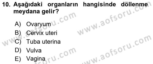 Temel Veteriner Anatomi Dersi 2018 - 2019 Yılı 3 Ders Sınavı 10. Soru