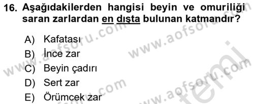 Temel Veteriner Anatomi Dersi 2018 - 2019 Yılı 3 Ders Sınavı 16. Soru