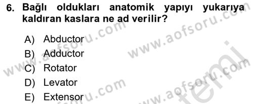 Temel Veteriner Anatomi Dersi 2018 - 2019 Yılı 3 Ders Sınavı 6. Soru