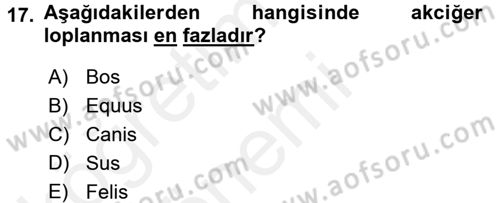 Temel Veteriner Anatomi Dersi Ara Sınavı Deneme Sınav Soruları 17. Soru
