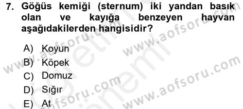 Temel Veteriner Anatomi Dersi 2018 - 2019 Yılı (Vize) Ara Sınavı 7. Soru