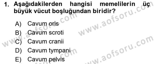 Temel Veteriner Anatomi Dersi 2018 - 2019 Yılı (Final) Dönem Sonu Sınav Soruları 1. Soru