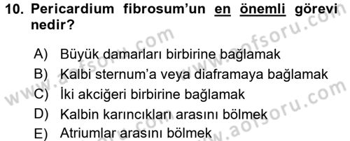 Temel Veteriner Anatomi Dersi 2018 - 2019 Yılı (Final) Dönem Sonu Sınav Soruları 10. Soru