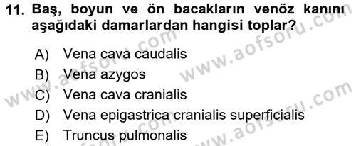 Temel Veteriner Anatomi Dersi 2018 - 2019 Yılı (Final) Dönem Sonu Sınav Soruları 11. Soru