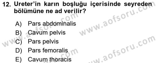 Temel Veteriner Anatomi Dersi 2018 - 2019 Yılı (Final) Dönem Sonu Sınav Soruları 12. Soru
