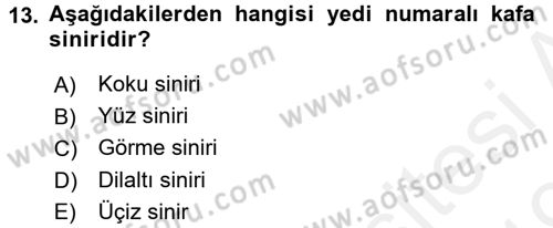 Temel Veteriner Anatomi Dersi 2018 - 2019 Yılı (Final) Dönem Sonu Sınav Soruları 13. Soru