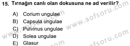 Temel Veteriner Anatomi Dersi 2018 - 2019 Yılı (Final) Dönem Sonu Sınavı 15. Soru