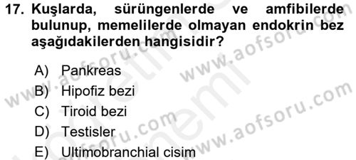 Temel Veteriner Anatomi Dersi 2018 - 2019 Yılı (Final) Dönem Sonu Sınav Soruları 17. Soru