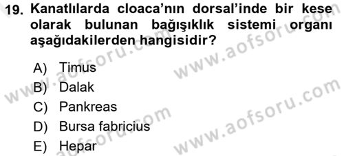 Temel Veteriner Anatomi Dersi 2018 - 2019 Yılı (Final) Dönem Sonu Sınav Soruları 19. Soru
