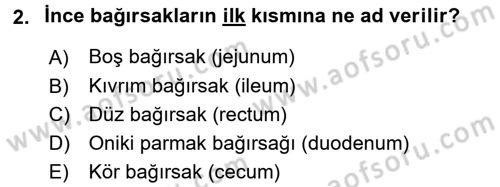 Temel Veteriner Anatomi Dersi 2018 - 2019 Yılı (Final) Dönem Sonu Sınav Soruları 2. Soru