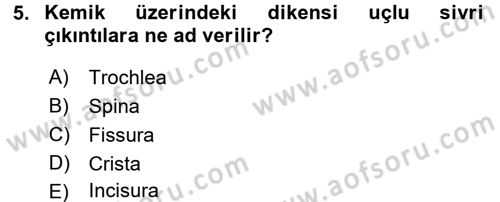 Temel Veteriner Anatomi Dersi 2018 - 2019 Yılı (Final) Dönem Sonu Sınav Soruları 5. Soru