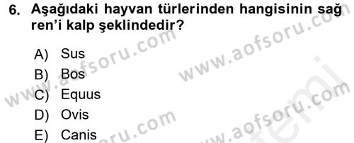 Temel Veteriner Anatomi Dersi 2018 - 2019 Yılı (Final) Dönem Sonu Sınav Soruları 6. Soru