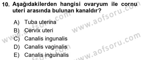 Temel Veteriner Anatomi Dersi 2018 - 2019 Yılı Yaz Okulu Sınav Soruları 10. Soru
