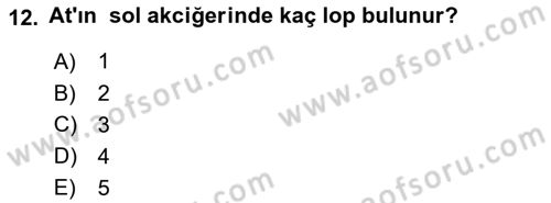 Temel Veteriner Anatomi Dersi 2018 - 2019 Yılı Yaz Okulu Sınav Soruları 12. Soru