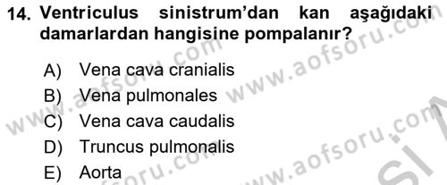 Temel Veteriner Anatomi Dersi 2018 - 2019 Yılı Yaz Okulu Sınav Soruları 14. Soru