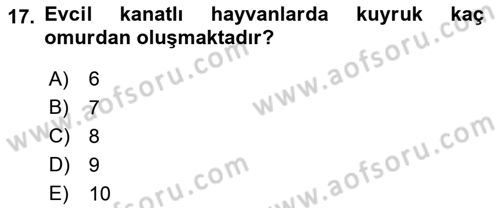 Temel Veteriner Anatomi Dersi 2018 - 2019 Yılı Yaz Okulu Sınav Soruları 17. Soru
