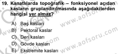 Temel Veteriner Anatomi Dersi 2018 - 2019 Yılı Yaz Okulu Sınav Soruları 19. Soru
