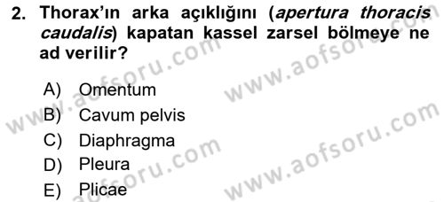 Temel Veteriner Anatomi Dersi 2018 - 2019 Yılı Yaz Okulu Sınavı 2. Soru