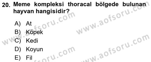 Temel Veteriner Anatomi Dersi 2018 - 2019 Yılı Yaz Okulu Sınav Soruları 20. Soru