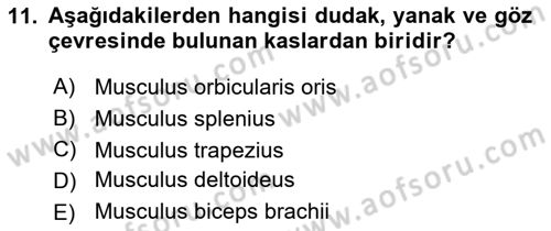 Temel Veteriner Anatomi Dersi 2019 - 2020 Yılı (Vize) Ara Sınav Soruları 11. Soru