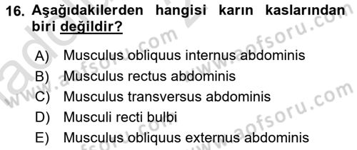 Temel Veteriner Anatomi Dersi 2019 - 2020 Yılı (Vize) Ara Sınavı 16. Soru