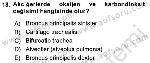 Temel Veteriner Anatomi Dersi 2019 - 2020 Yılı (Vize) Ara Sınavı 18. Soru