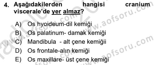 Temel Veteriner Anatomi Dersi Ara Sınavı Deneme Sınav Soruları 4. Soru