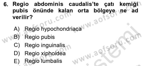 Temel Veteriner Anatomi Dersi 2019 - 2020 Yılı (Vize) Ara Sınav Soruları 6. Soru