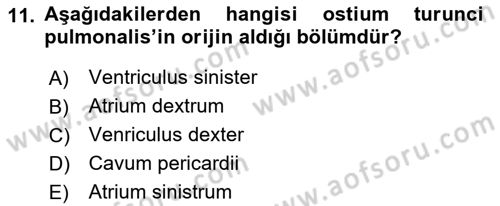 Temel Veteriner Anatomi Dersi 2019 - 2020 Yılı (Final) Dönem Sonu Sınavı 11. Soru