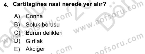 Temel Veteriner Anatomi Dersi 2019 - 2020 Yılı (Final) Dönem Sonu Sınav Soruları 4. Soru