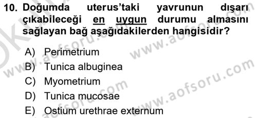 Temel Veteriner Anatomi Dersi 2020 - 2021 Yılı Yaz Okulu Sınav Soruları 10. Soru