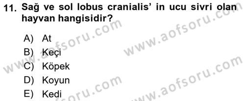 Temel Veteriner Anatomi Dersi 2020 - 2021 Yılı Yaz Okulu Sınav Soruları 11. Soru