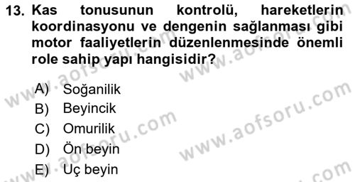 Temel Veteriner Anatomi Dersi 2020 - 2021 Yılı Yaz Okulu Sınav Soruları 13. Soru