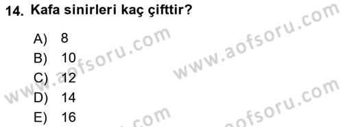 Temel Veteriner Anatomi Dersi 2020 - 2021 Yılı Yaz Okulu Sınav Soruları 14. Soru