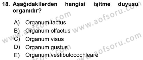 Temel Veteriner Anatomi Dersi 2020 - 2021 Yılı Yaz Okulu Sınav Soruları 18. Soru