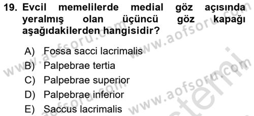 Temel Veteriner Anatomi Dersi 2020 - 2021 Yılı Yaz Okulu Sınav Soruları 19. Soru