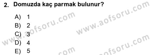 Temel Veteriner Anatomi Dersi 2020 - 2021 Yılı Yaz Okulu Sınav Soruları 2. Soru
