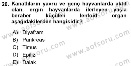 Temel Veteriner Anatomi Dersi 2020 - 2021 Yılı Yaz Okulu Sınav Soruları 20. Soru