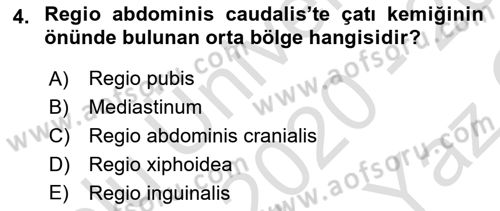 Temel Veteriner Anatomi Dersi 2020 - 2021 Yılı Yaz Okulu Sınav Soruları 4. Soru